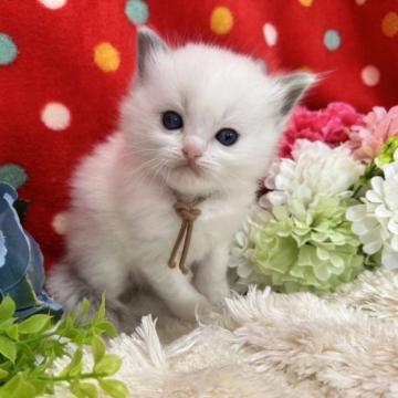 ラグドール【福岡県・女の子・2023年2月5日・ブルーポイントバイカラー】の写真「今後ますます可愛くなってまいります♫」