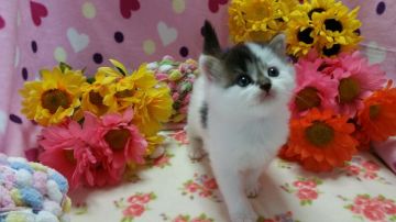 マンチカン【福岡県・男の子・2016年5月20日・ブラウン&ホワイト（ロングヘアー）】の写真「美しい被毛で可愛いお顔をした男の子」