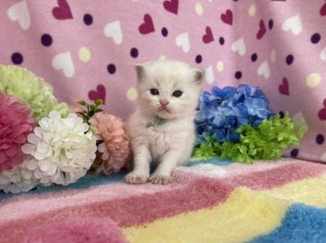 ラグドール【福岡県・男の子・2022年4月30日・ブルーポイントバイカラー】の写真「今後ますます可愛くなりますよ〜😊」