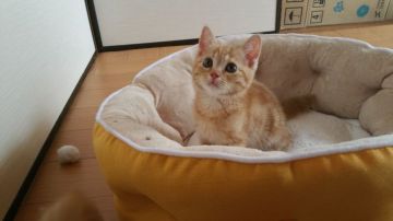 マンチカン【福岡県・男の子・2016年3月30日・レッドタビー（ショートヘア）】の写真「元気いっぱい人懐こい子♥」