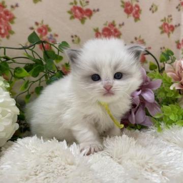 ラグドール【福岡県・女の子・2022年10月15日・ブルーポイントバイカラー（ロング）】の写真「将来がとっても楽しみなラグドールさん🤍」