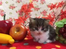 マンチカン【福岡県・女の子・2017年10月5日・ブラウンタビー&ホワイト】の写真1「11月4日撮影」