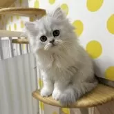 ペルシャ(チンチラ)【福岡県・男の子・2024年3月8日・チンチラシルバー】の写真1