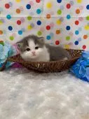 マンチカン(長足)【福岡県・男の子・2019年6月18日・】の写真1