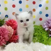 ラグドール【福岡県・男の子・2023年6月30日・ブルーポイントバイカラー】の写真1