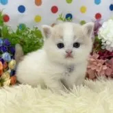 マンチカン(短足)【福岡県・女の子・2023年7月25日・クリーム&ホワイト】の写真1