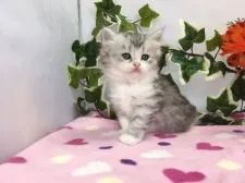 ミヌエット【福岡県・女の子・2018年5月24日・シルバータビー&ホワイト】の写真1「ご紹介開始前のため、お写真は後日正式に撮影したものと差し替えいたします。」