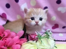 マンチカン【福岡県・男の子・2017年12月19日・レッドタビー&ホワイト】の写真1「１月２０日撮影」