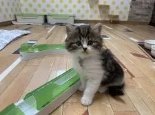 マンチカン(長足)【福岡県・男の子・2019年9月24日・ブラウンタビー&ホワイト】の写真1「お写真を最新のものに差し替えました」