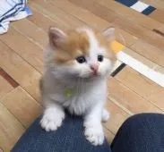 マンチカン(長足)【福岡県・男の子・2019年7月30日・レッドタビー&ホワイト】の写真1「お写真を最新のものに差し替えました」