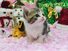 マンチカン【福岡県・男の子・2016年10月26日・ブラウンタビー&ホワイト】の写真1「１１月２６日撮影」