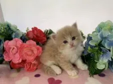 マンチカン(長足)【福岡県・男の子・2020年4月28日・クリームタビー&ホワイト】の写真1