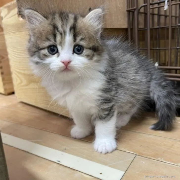 sao0527 様のお迎えした子猫