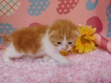 マンチカン【福岡県・男の子・2016年7月7日・】の写真2