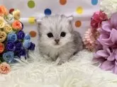 ミヌエット(短足)【福岡県・男の子・2024年2月27日・シルバータビーホワイト】の写真2