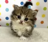 ミヌエット(短足)【福岡県・男の子・2024年10月17日・ブラウンタビーホワイト】の写真2