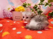 ミヌエット【福岡県・女の子・2016年8月4日・シルバーパッチドタビー&ホワイト】の写真2