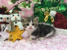 マンチカン【福岡県・男の子・2016年10月26日・ブラウンタビー&ホワイト】の写真2