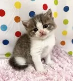 マンチカン(長足)【福岡県・男の子・2024年8月28日・ブルータビーホワイト】の写真2