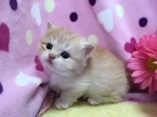 マンチカン【福岡県・男の子・2017年12月19日・レッドタビー&ホワイト】の写真2