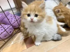 マンチカン(長足)【福岡県・女の子・2019年12月9日・レッドタビー&ホワイト】の写真3