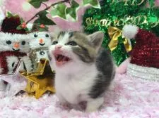 マンチカン【福岡県・男の子・2016年10月26日・ブラウンタビー&ホワイト】の写真3