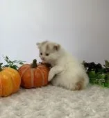 マンチカン(長足)【福岡県・男の子・2019年7月30日・レッドタビー&ホワイト】の写真3