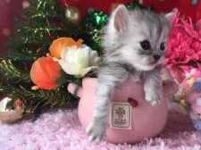 ミヌエット【福岡県・男の子・2016年11月15日・シルバータビー】の写真3