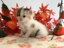 ミヌエット【福岡県・女の子・2018年8月2日・キャリコ】の写真3