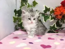 ミヌエット【福岡県・女の子・2018年5月24日・シルバータビー&ホワイト】の写真3