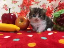 マンチカン【福岡県・女の子・2017年10月5日・ブラウンタビー&ホワイト】の写真3