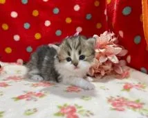 ミヌエット【福岡県・女の子・2021年1月9日・ブラウンタビー&ホワイト】の写真4