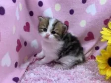 ミヌエット【福岡県・男の子・2019年6月6日・ブラウンタビー&ホワイト】の写真4