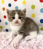 マンチカン(長足)【福岡県・男の子・2024年8月28日・ブルータビーホワイト】の写真4