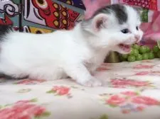 マンチカン【福岡県・女の子・2017年4月3日・ブラック&ホワイト】の写真4