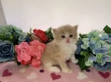 マンチカン(長足)【福岡県・男の子・2020年4月28日・クリームタビー&ホワイト】の写真4