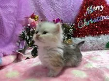 マンチカン【福岡県・女の子・2016年11月8日・シルバーパッチドタビー&ホワイト】の写真4