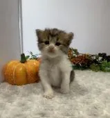 マンチカン(長足)【福岡県・男の子・2019年7月30日・ブラウンタビー&ホワイト】の写真4