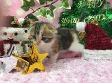 マンチカン【福岡県・女の子・2016年10月26日・ブラウンパッチドタビー&ホワイト】の写真4