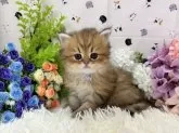 ペルシャ(チンチラ)【福岡県・女の子・2024年3月22日・】の写真4