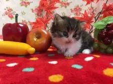 マンチカン【福岡県・女の子・2017年10月5日・ブラウンタビー&ホワイト】の写真4