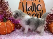 マンチカン(長足)【福岡県・女の子・2019年9月4日・ブルーパッチドタビー&ホワイト】の写真4