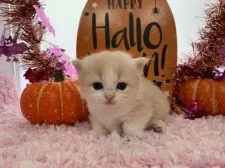 マンチカン(短足)【福岡県・女の子・2019年9月5日・クリームタビー&ホワイト】の写真5