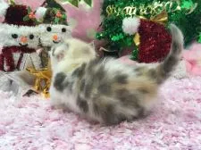 マンチカン【福岡県・女の子・2016年10月26日・ブルーパッチドタビー&ホワイト】の写真5