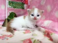 マンチカン【福岡県・男の子・2017年4月6日・】の写真5
