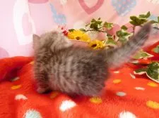 マンチカン【福岡県・男の子・2016年8月2日・シルバータビー&ホワイト】の写真5