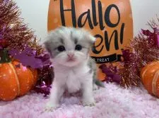 マンチカン(長足)【福岡県・女の子・2019年9月4日・ブルーパッチドタビー&ホワイト】の写真5