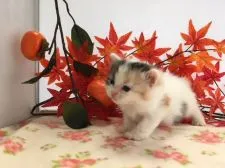 ミヌエット【福岡県・女の子・2018年8月2日・キャリコ】の写真5