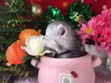 ミヌエット【福岡県・男の子・2016年11月15日・シルバータビー】の写真5「お花に(*´ε`*)ﾁｭｯ」