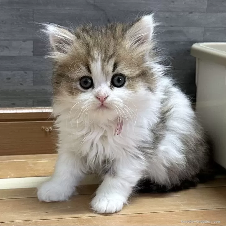 ID:2503-00994の子猫